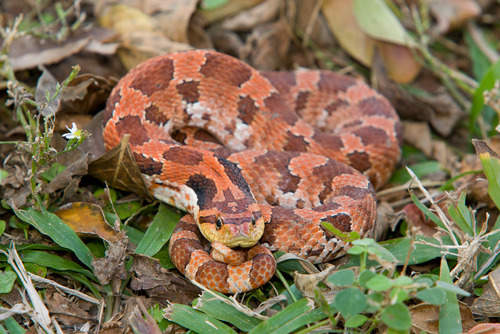 Eastern Hognose Snake