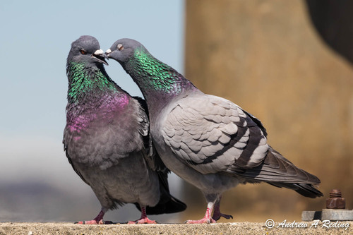 Rock Pigeon