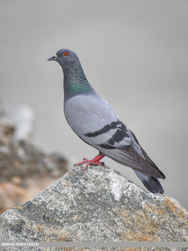 Rock Pigeon