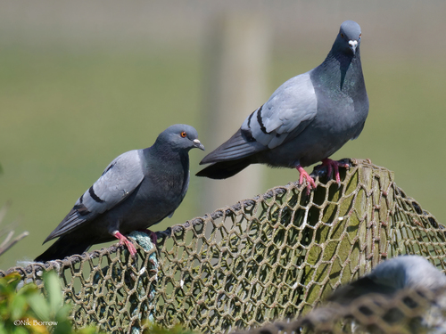 Rock Pigeon