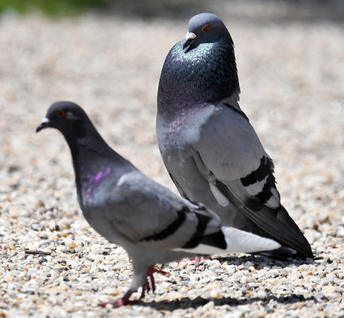 Rock Pigeon
