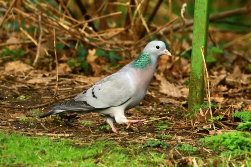 Stock Dove