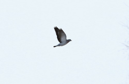 Stock Dove