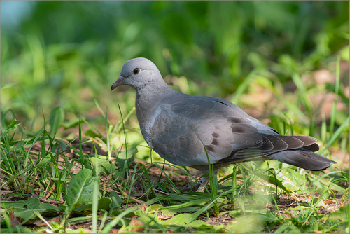Stock Dove