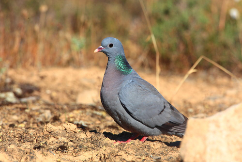 Stock Dove
