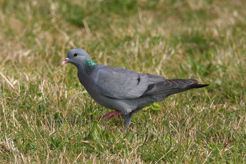 Stock Dove
