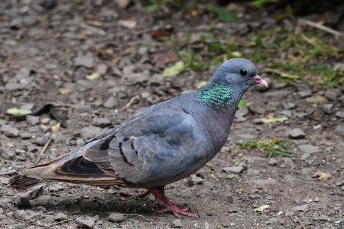 Stock Dove