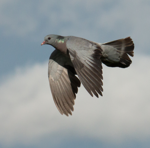 Stock Dove