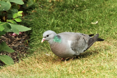 Stock Dove