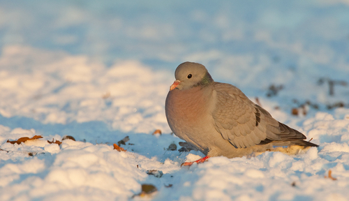 Stock Dove
