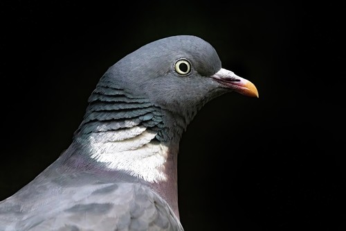 Common Wood-Pigeon