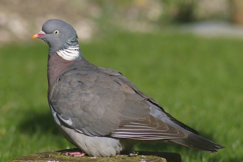 Common Wood-Pigeon