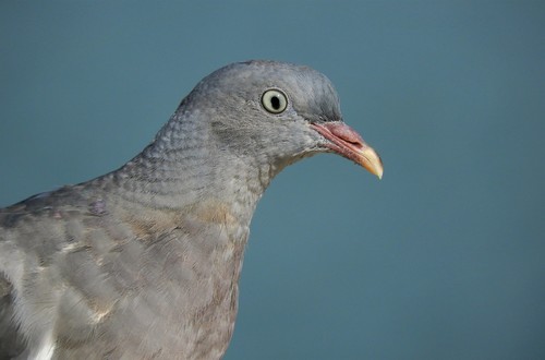 Common Wood-Pigeon