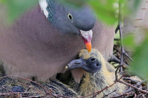 Common Wood-Pigeon