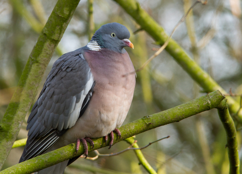 Common Wood-Pigeon