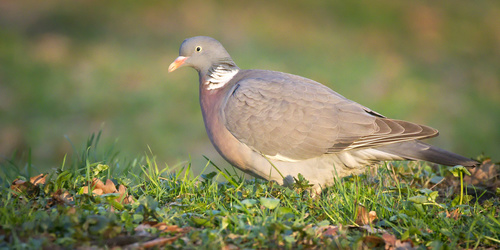Common Wood-Pigeon