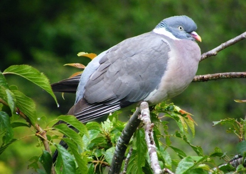 Common Wood-Pigeon
