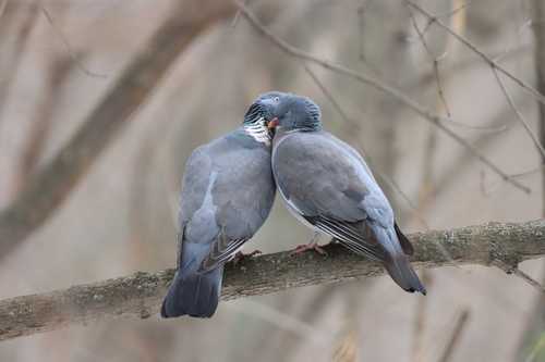 Common Wood-Pigeon