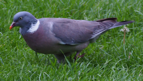 Common Wood-Pigeon