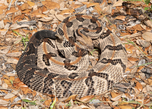 Timber Rattlesnake