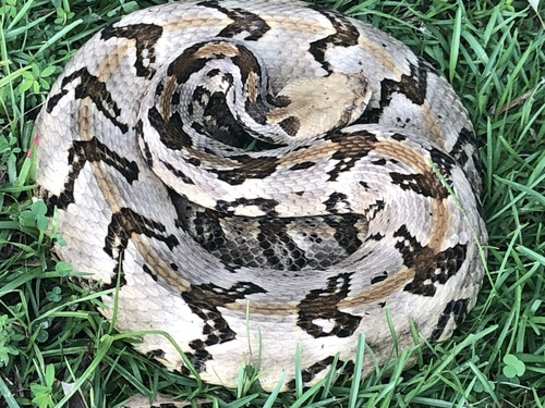 Timber Rattlesnake
