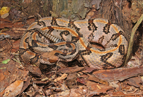 Timber Rattlesnake