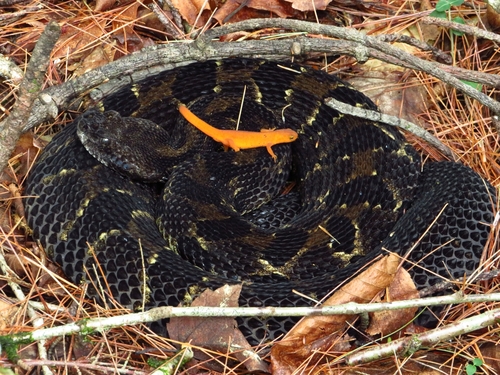 Timber Rattlesnake