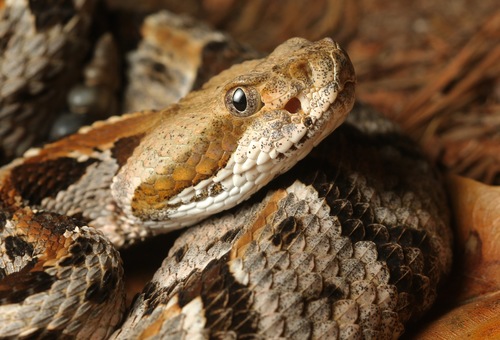 Timber Rattlesnake