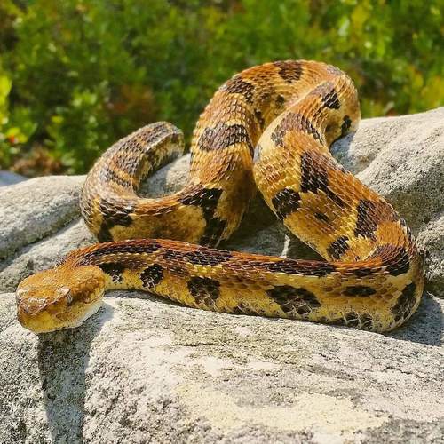 Timber Rattlesnake