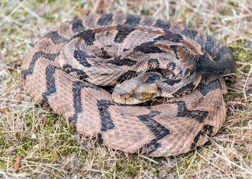 Timber Rattlesnake