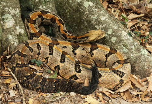 Timber Rattlesnake