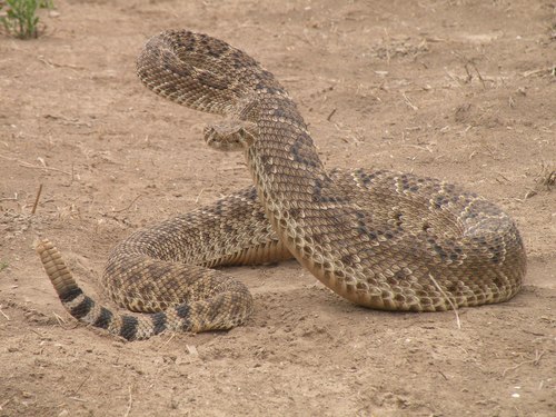 Western Diamond-backed Rattlesnake