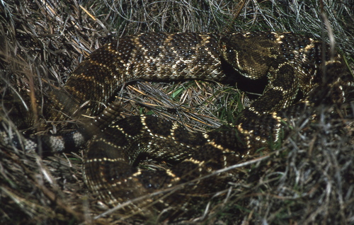 Western Diamond-backed Rattlesnake