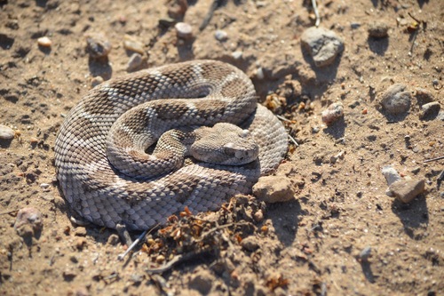 Western Diamond-backed Rattlesnake
