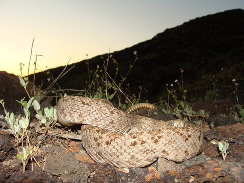 Western Diamond-backed Rattlesnake