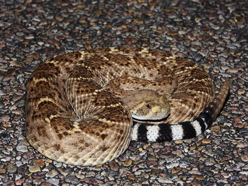 Western Diamond-backed Rattlesnake