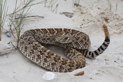 Western Diamond-backed Rattlesnake