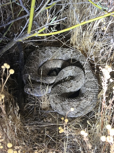 Western Diamond-backed Rattlesnake