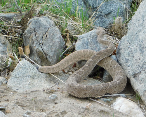 Western Diamond-backed Rattlesnake