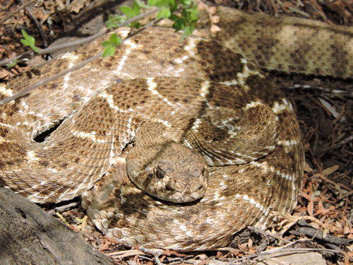 Western Diamond-backed Rattlesnake
