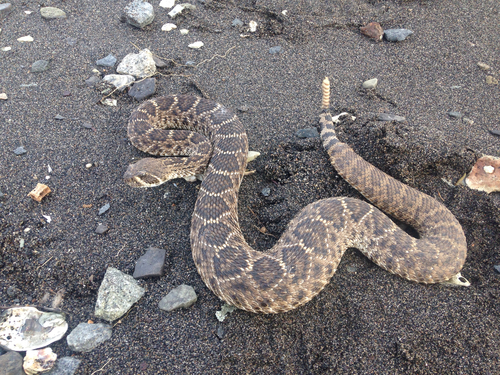 Western Diamond-backed Rattlesnake