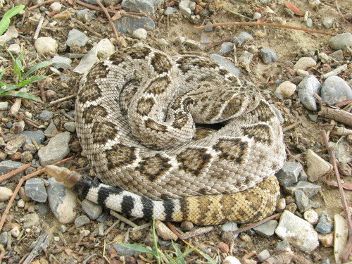 Western Diamond-backed Rattlesnake
