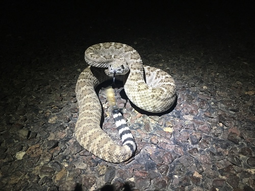 Western Diamond-backed Rattlesnake
