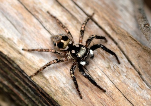 Twin-flagged Jumping Spider