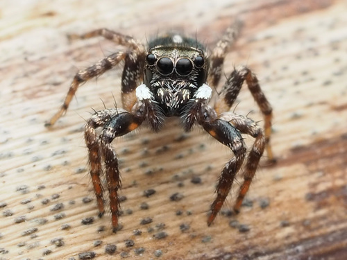 Twin-flagged Jumping Spider
