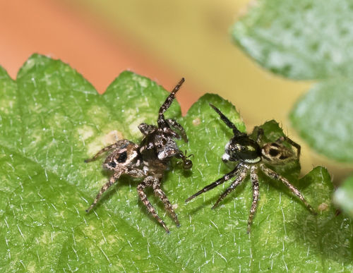Twin-flagged Jumping Spider