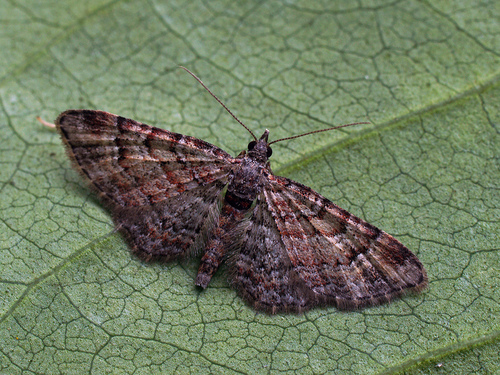 Double-striped Pug