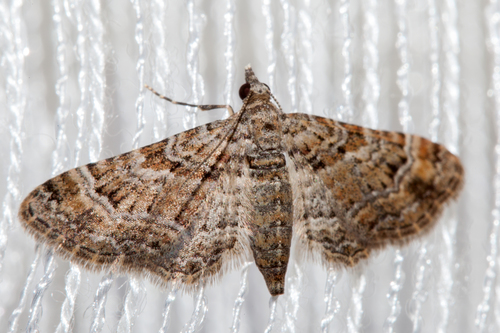 Double-striped Pug