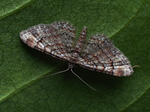 Double-striped Pug
