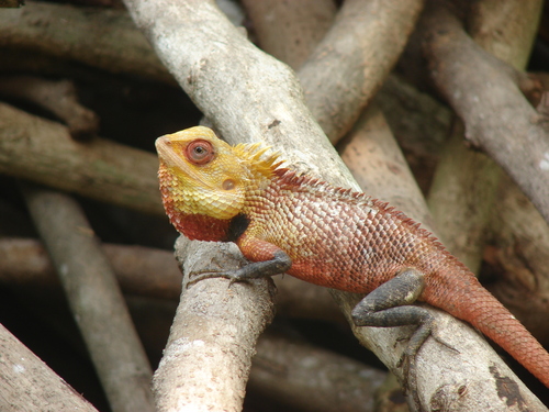 Indian Garden Lizard